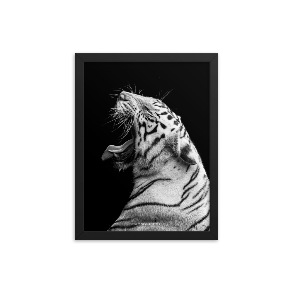 White Tiger Roar - Framed Poster