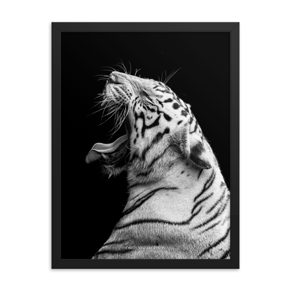 White Tiger Roar - Framed Poster