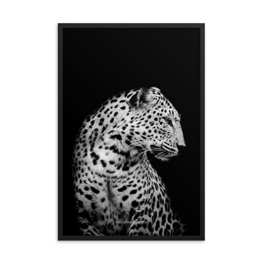 White Panther Framed Poster