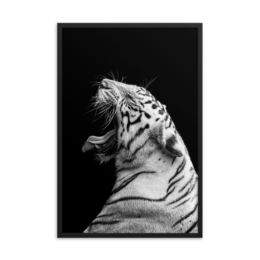 White Tiger Roar Framed Poster