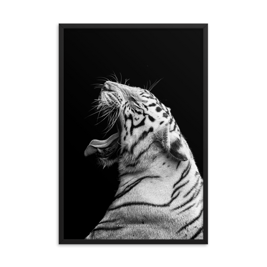 White Tiger Roar - Framed Poster