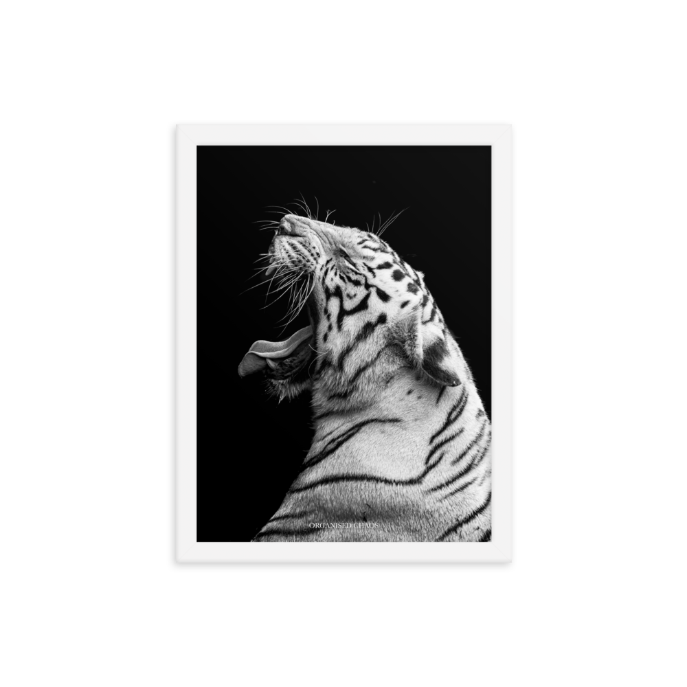 White Tiger Roar - Framed Poster