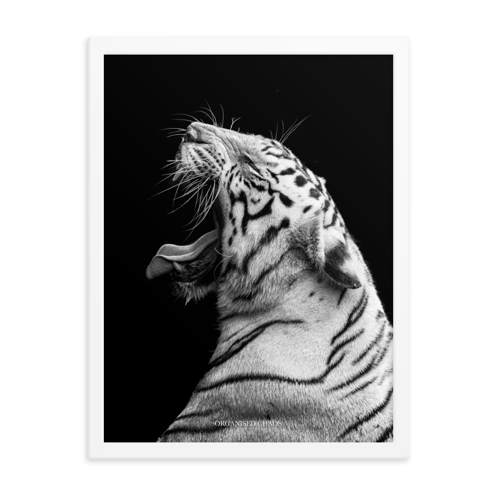 White Tiger Roar - Framed Poster