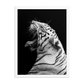 White Tiger Roar - Framed Poster