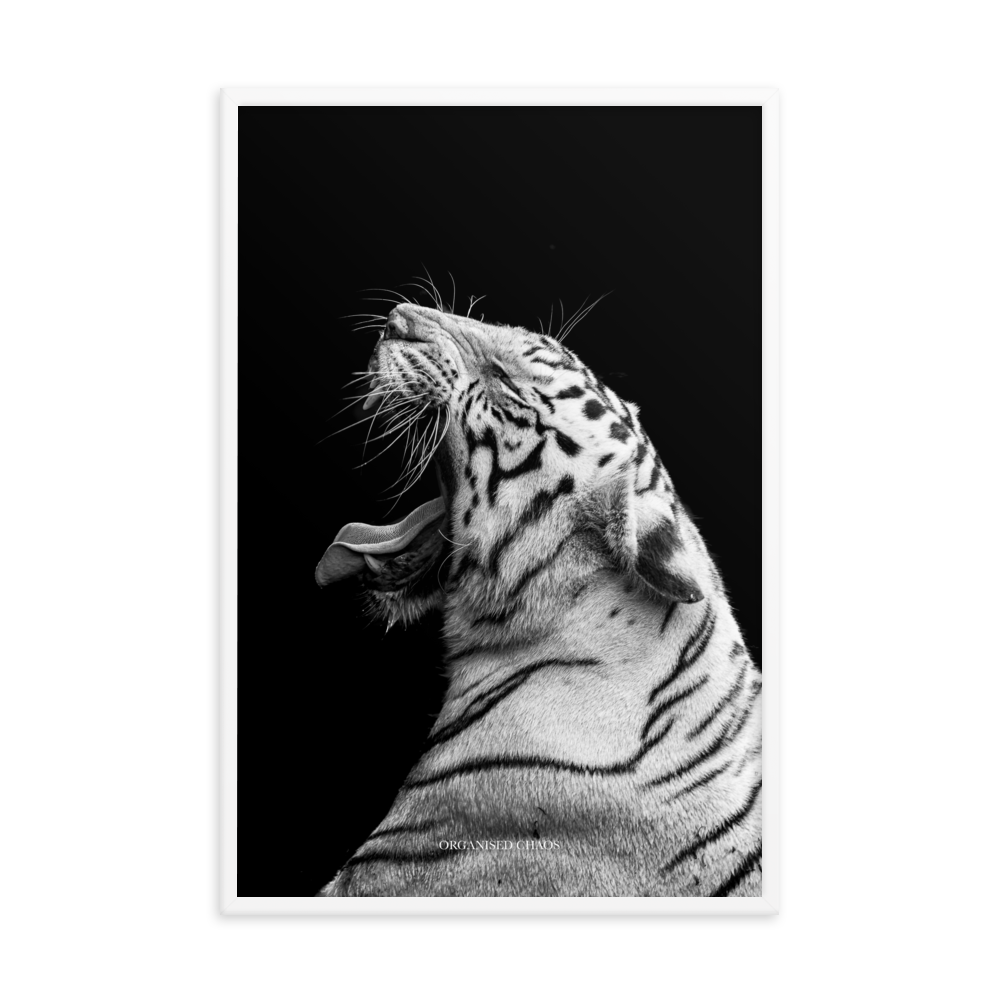 White Tiger Roar - Framed Poster