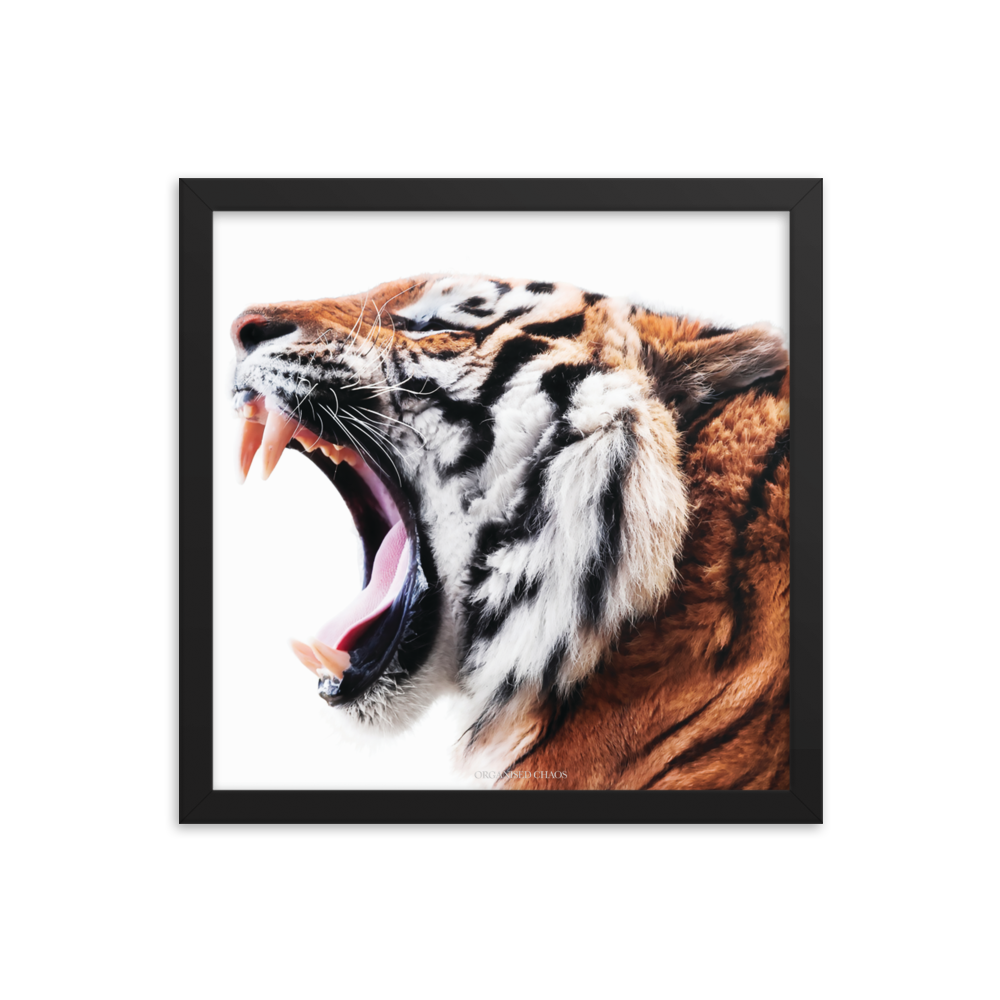 Tiger Roar - Framed Poster