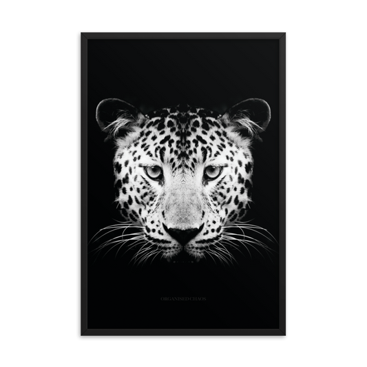 Leopard - Framed Poster