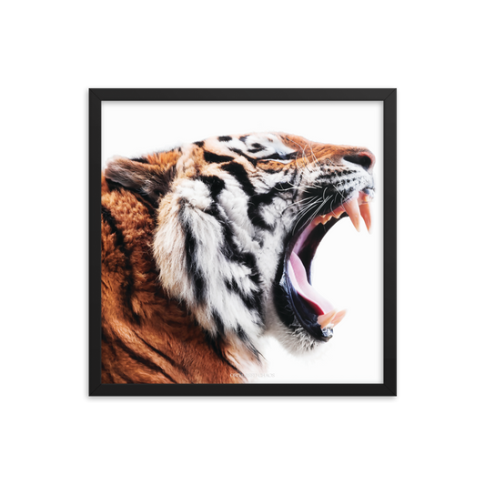 Tiger Roar Mirrored - Framed Poster